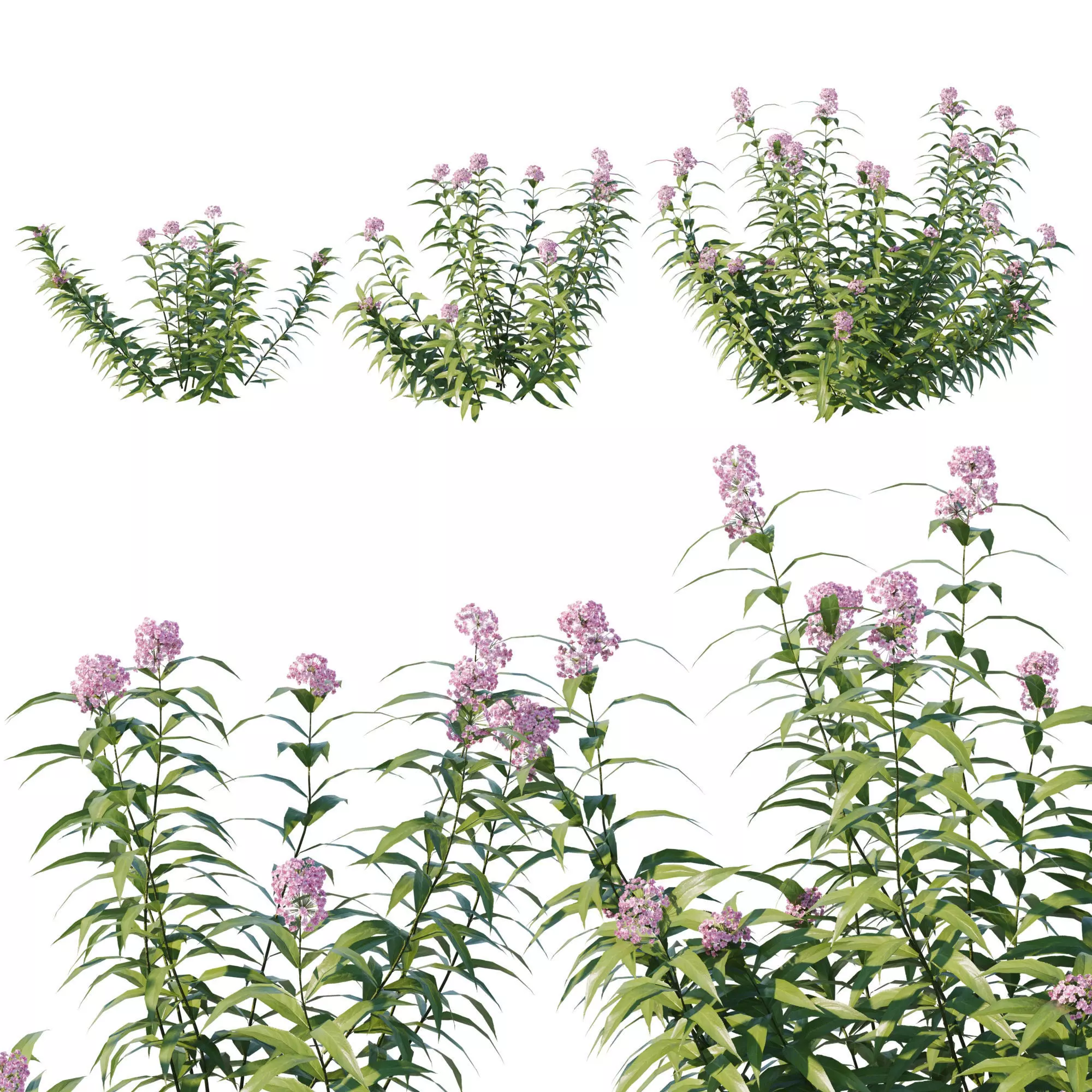 Pot plant collection 3D model_0