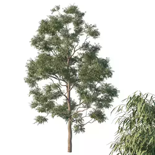 Angophora costata 01