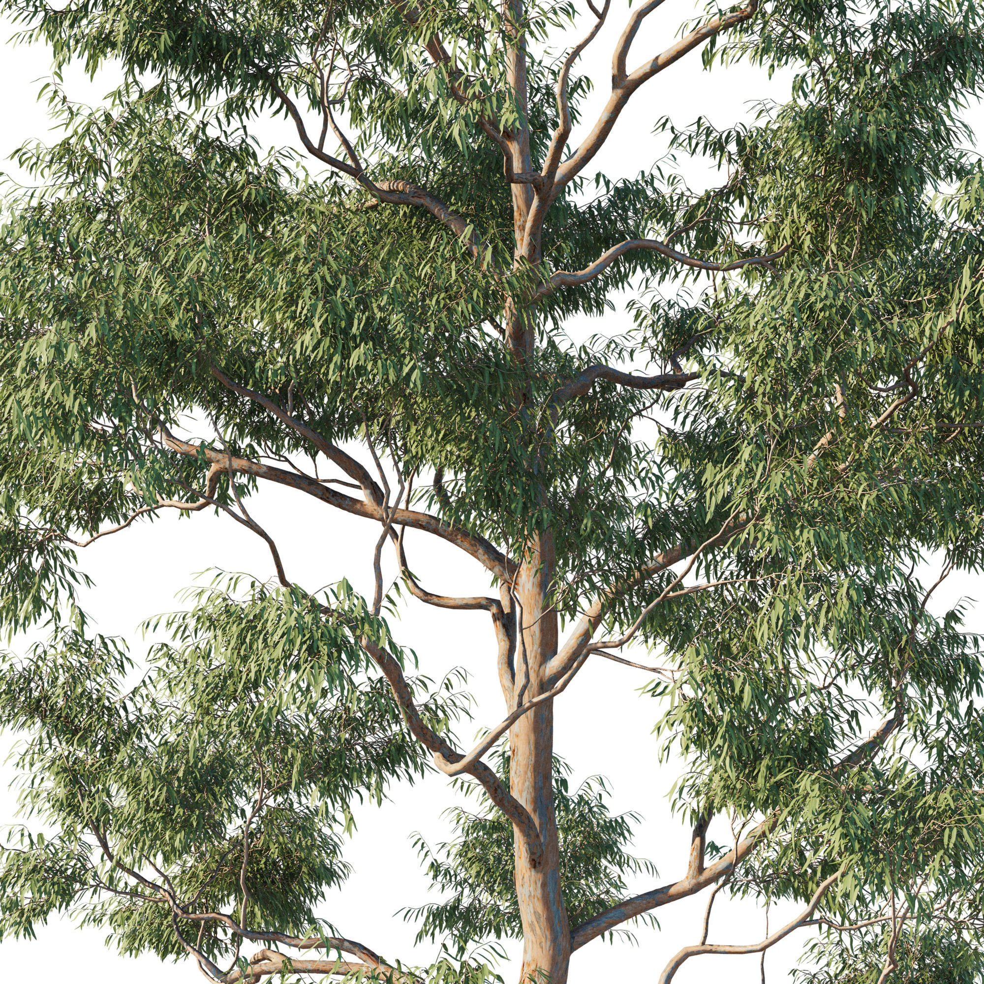 Angophora costata 01 3D model_1