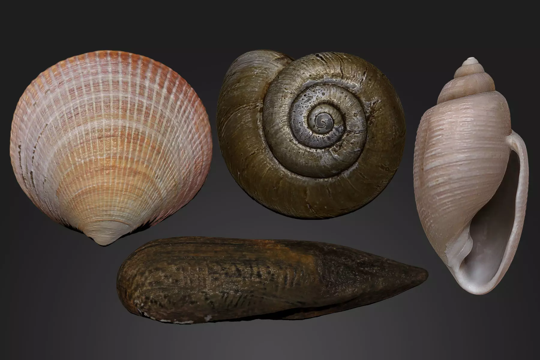 Seashells Vol 1 High-poly 3D model 3D print model