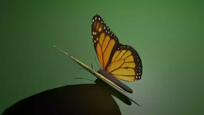 butterfly monarch