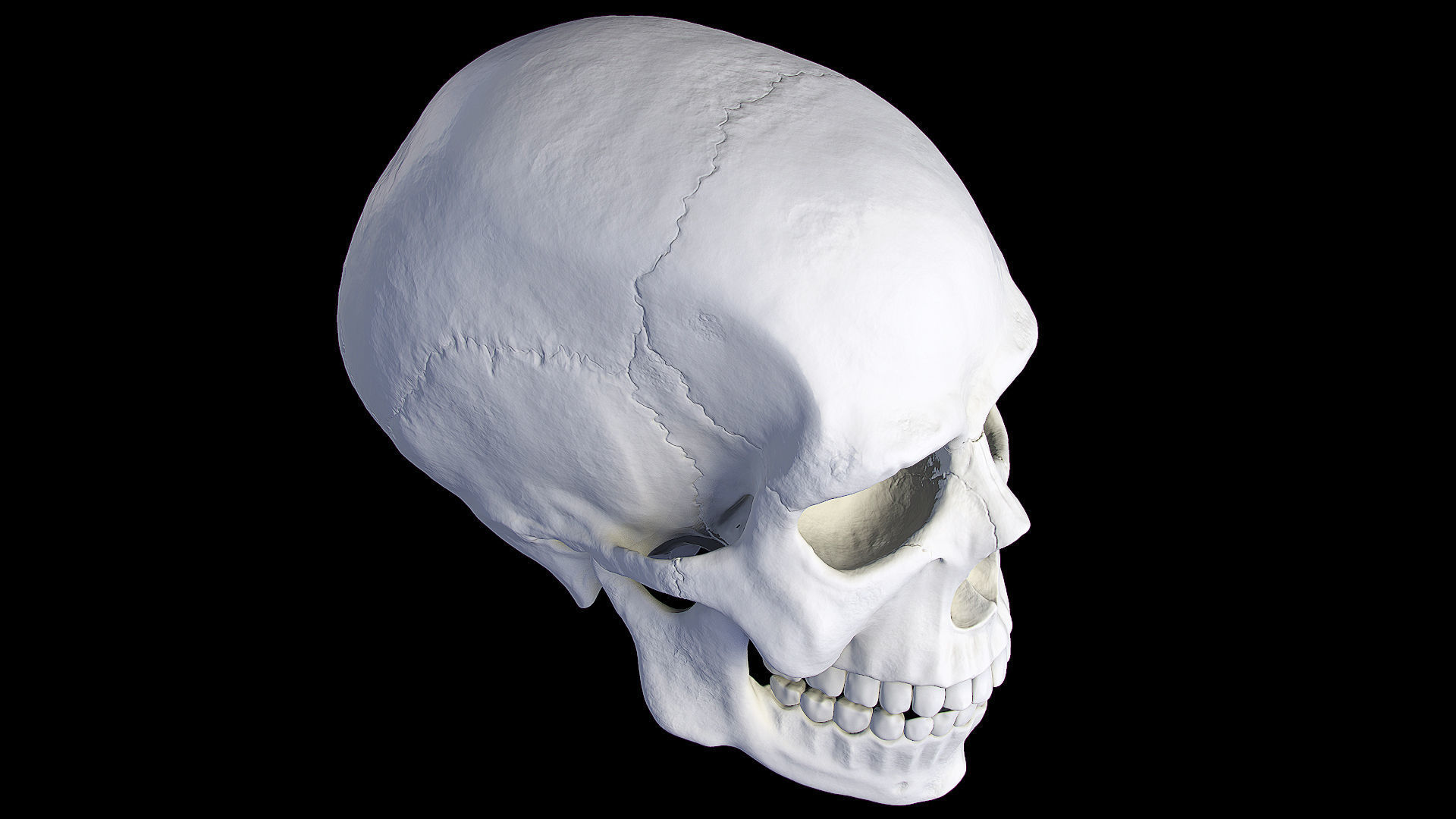 Hq Human skull 3D print model_2