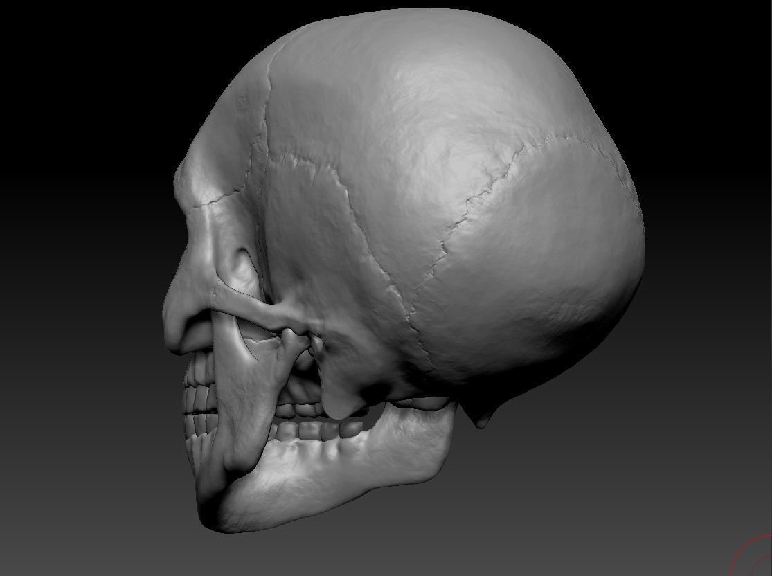 Hq Human skull 3D print model_4