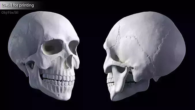 Hq Human skull