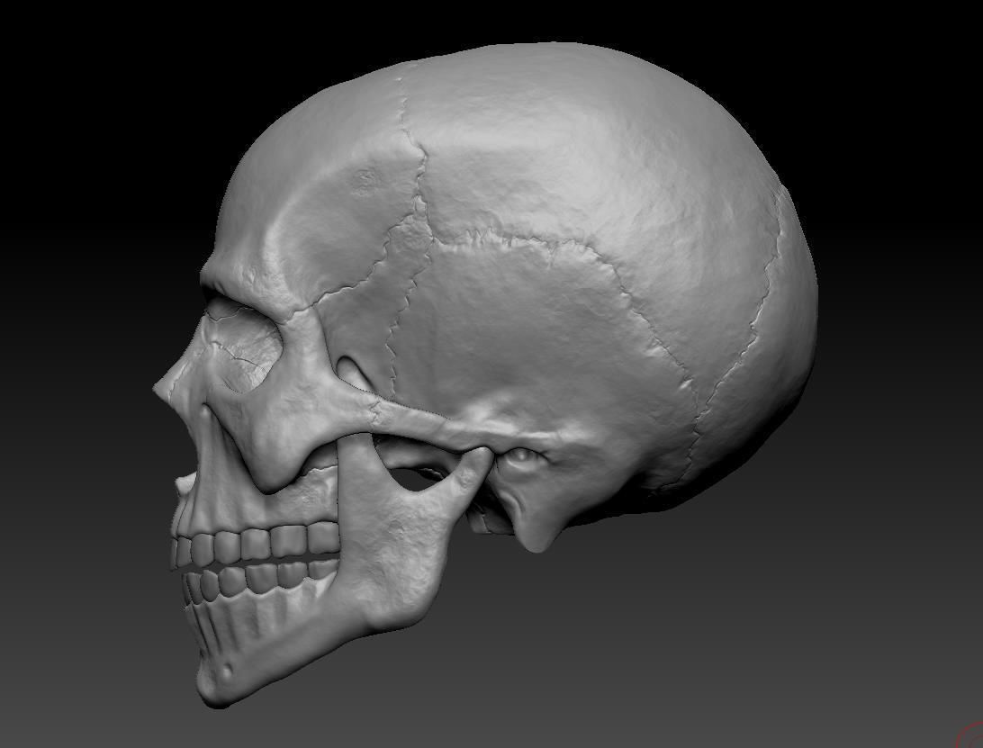 Hq Human skull 3D print model_6