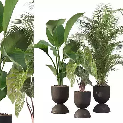 Plants collection 115