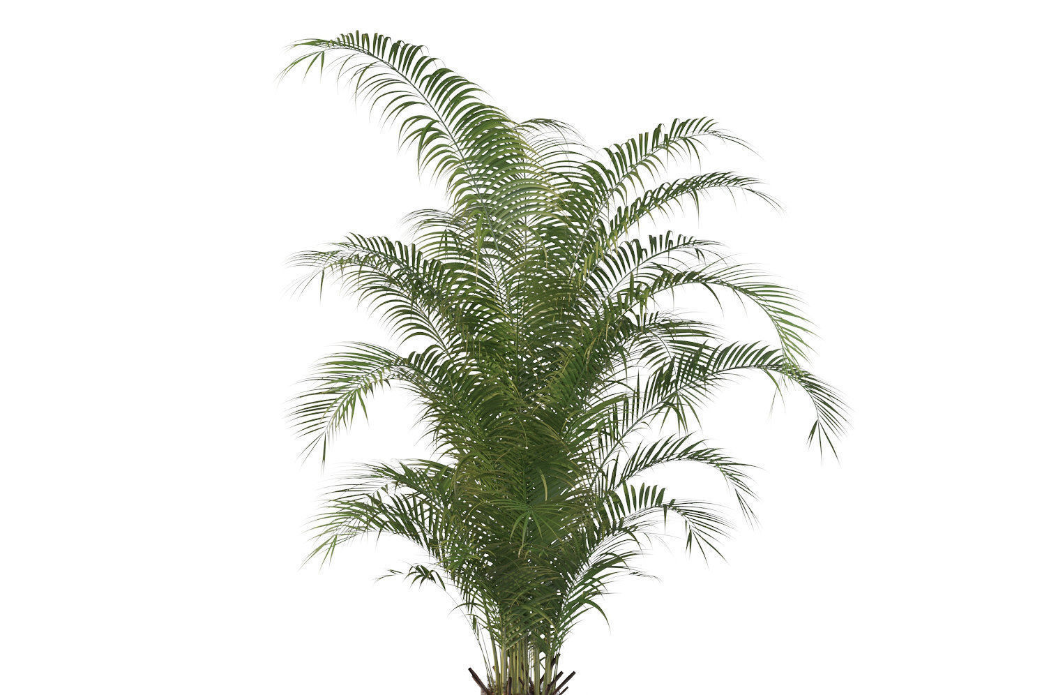 Plants collection 115 3D model_9