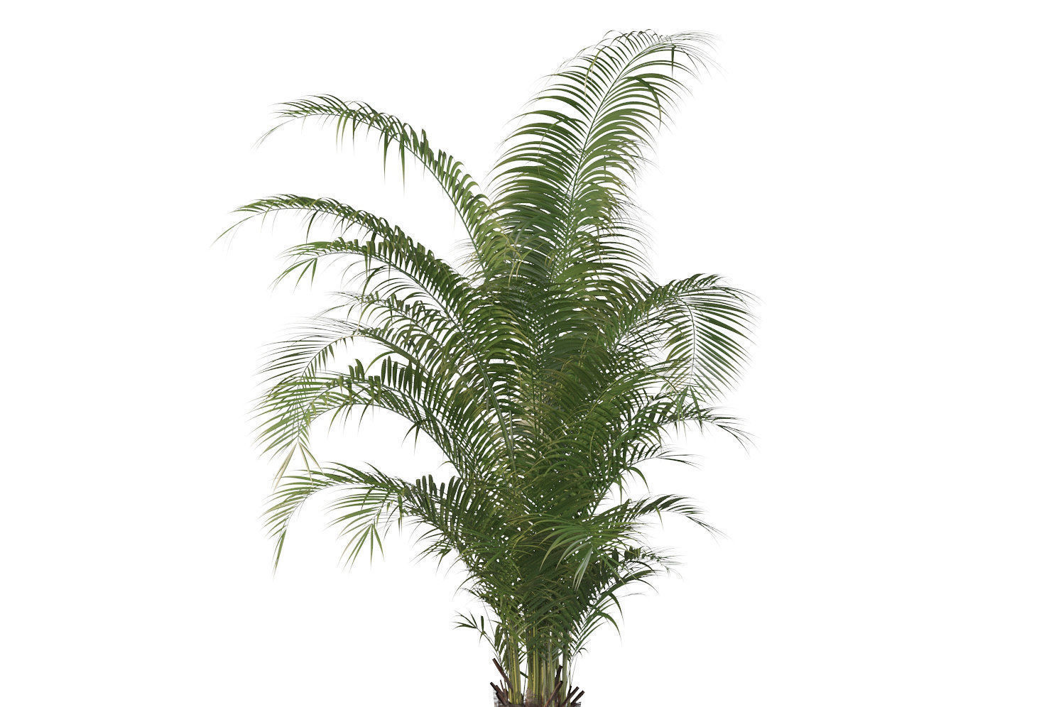 Plants collection 115 3D model_8