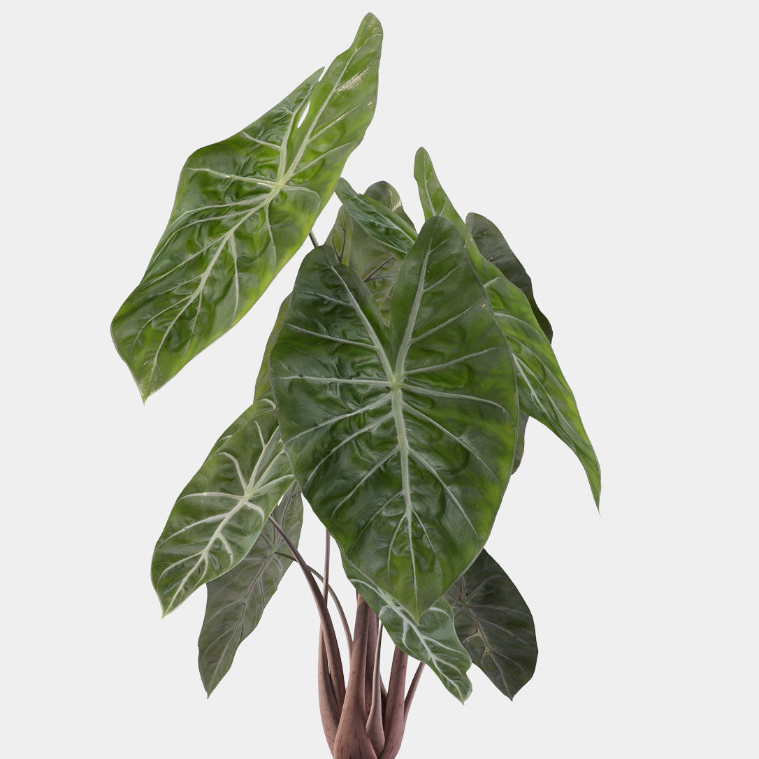 Plants collection 115 3D model_6