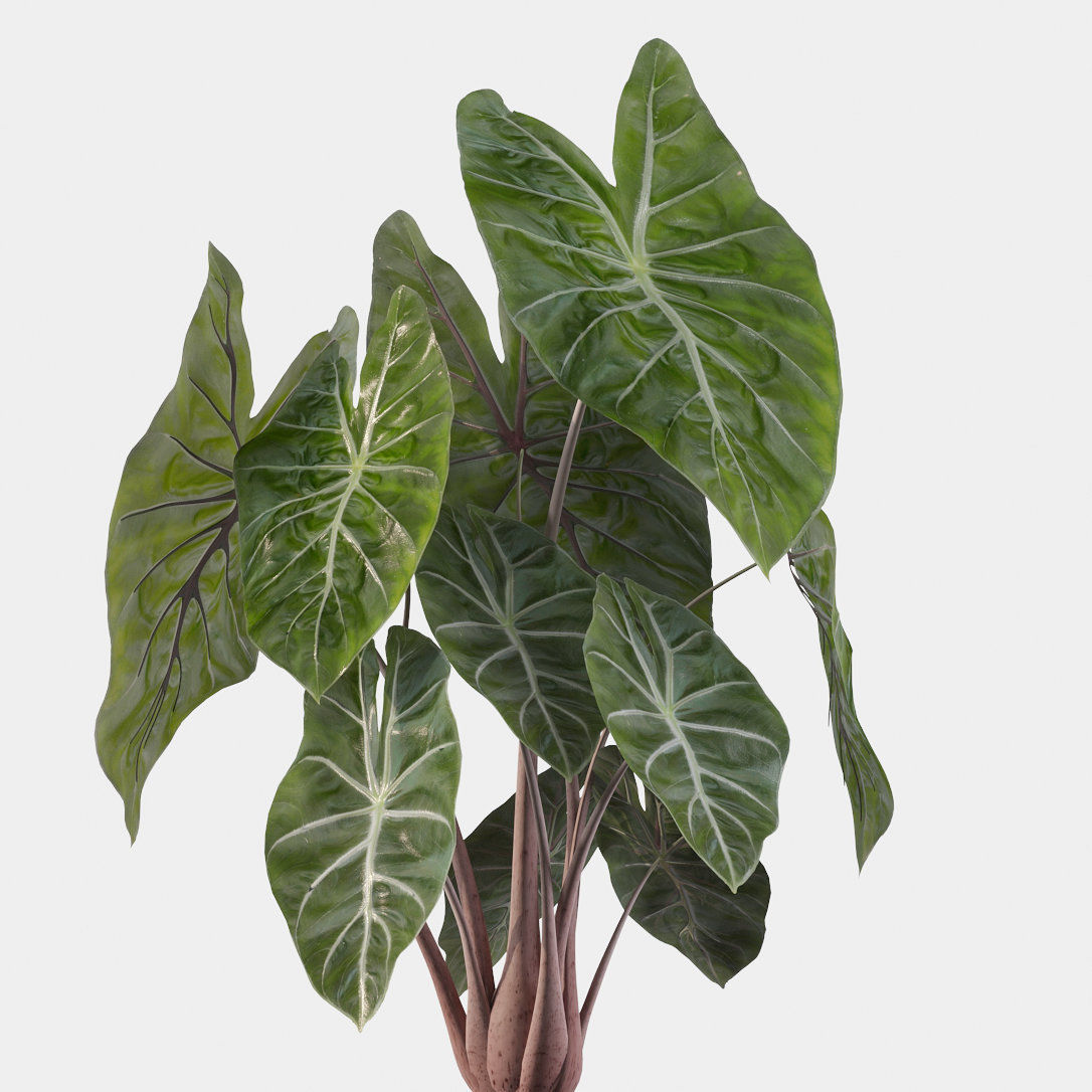 Plants collection 115 3D model_7