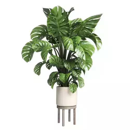 Indoor plant 89 wood vase pot plant monstera