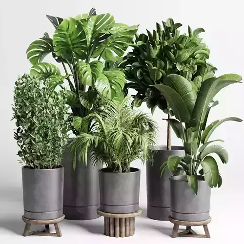 collection Indoor plant 91 pot palnt palm tree plant monstera