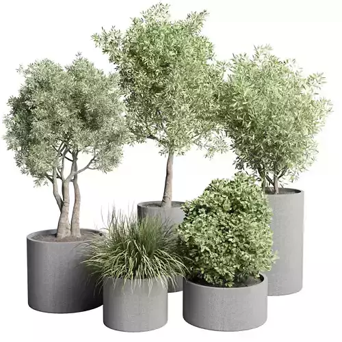 Collection Outdoor plant concrete vase pot tree and grass bush