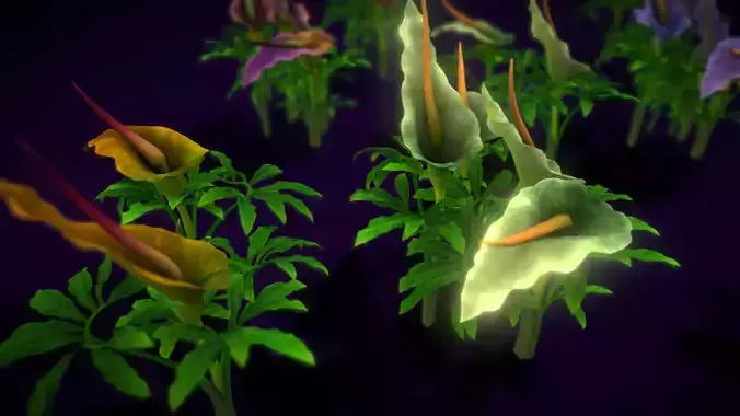 Flower Dracunculus Species Low-poly 3D model