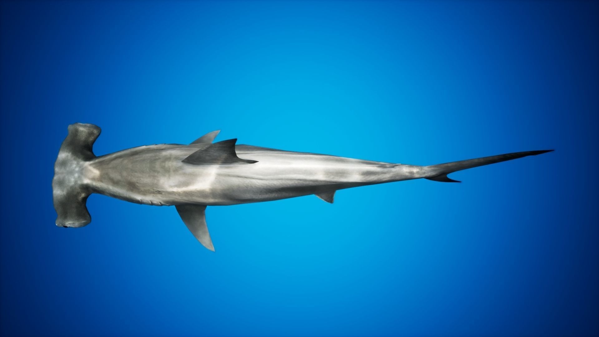 Hammerhead Shark with UE4 Support Low-poly 3D model_9