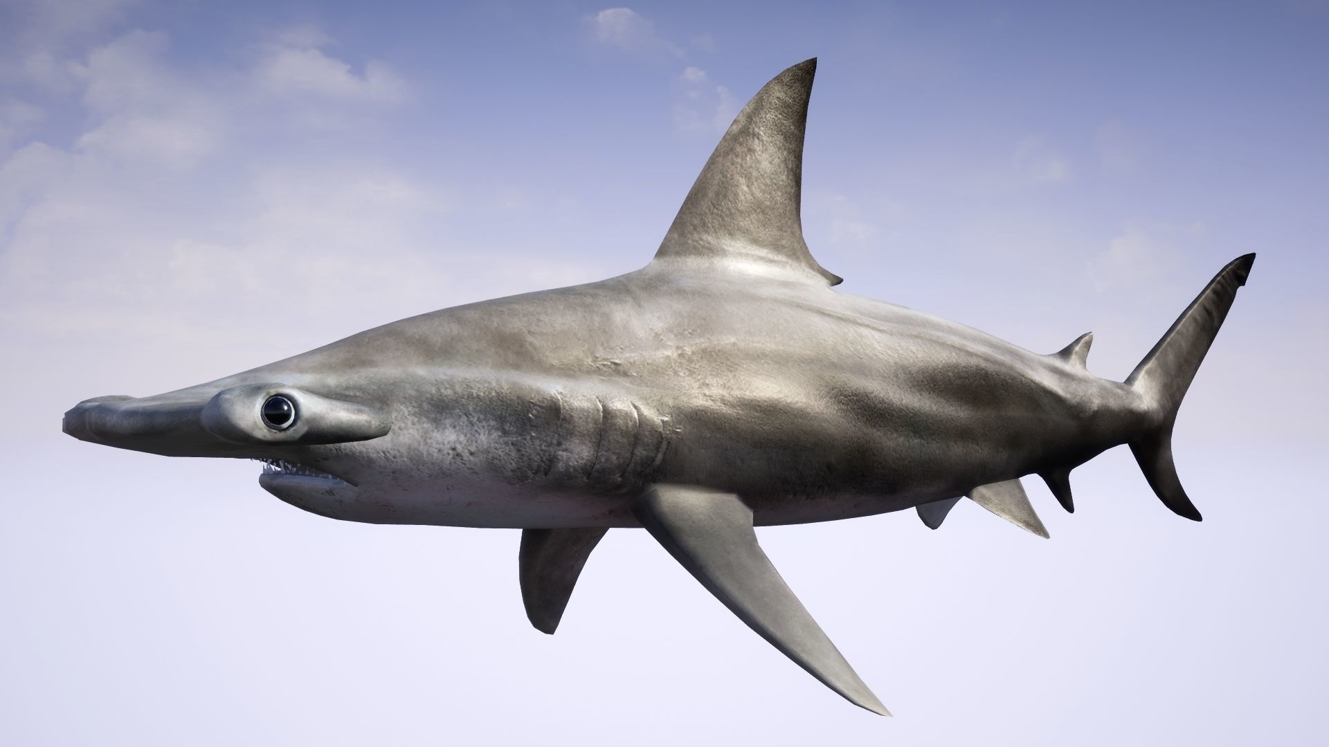 Hammerhead Shark with UE4 Support Low-poly 3D model_5
