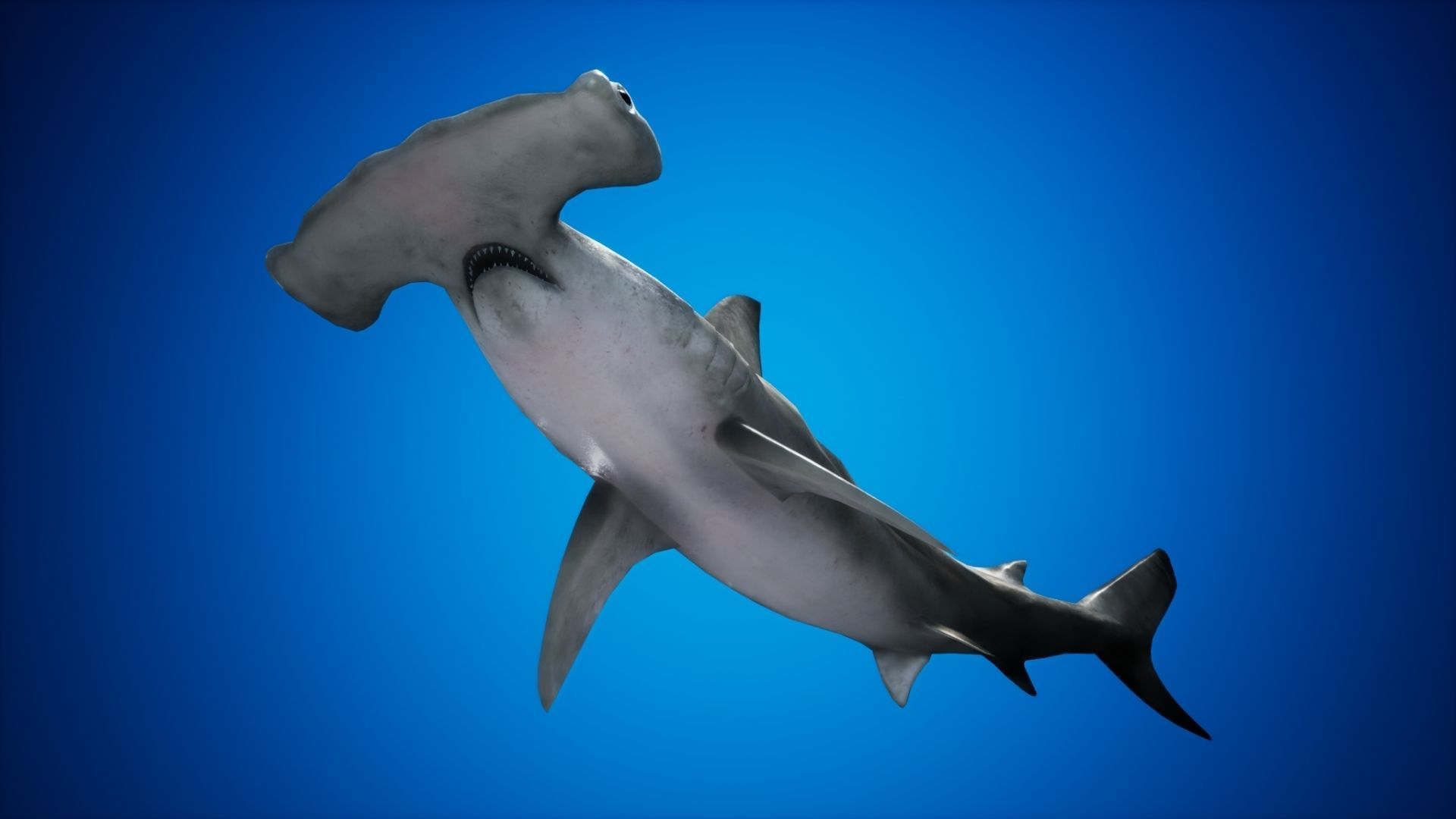 Hammerhead Shark with UE4 Support Low-poly 3D model_7
