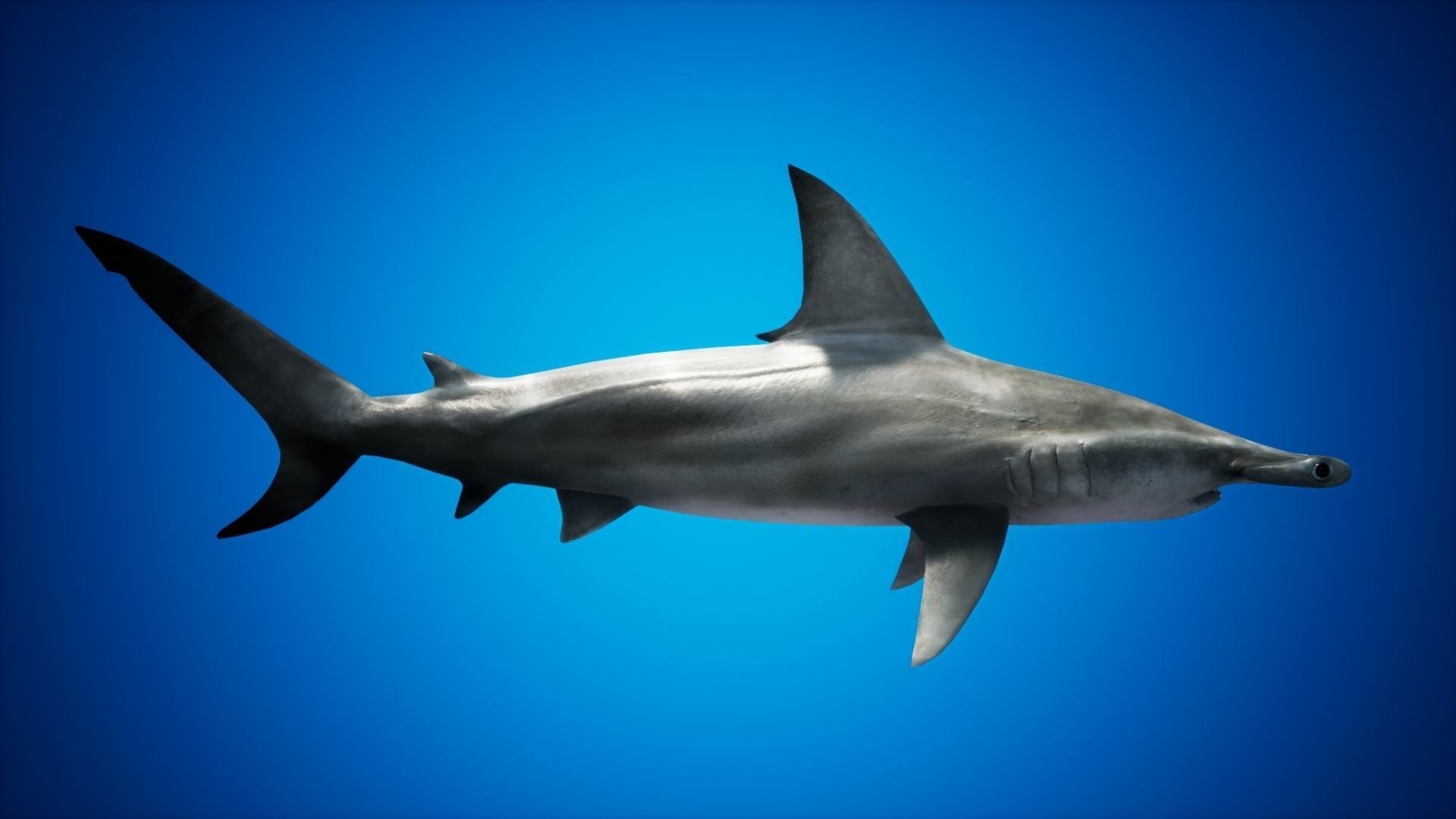 Hammerhead Shark with UE4 Support Low-poly 3D model_8