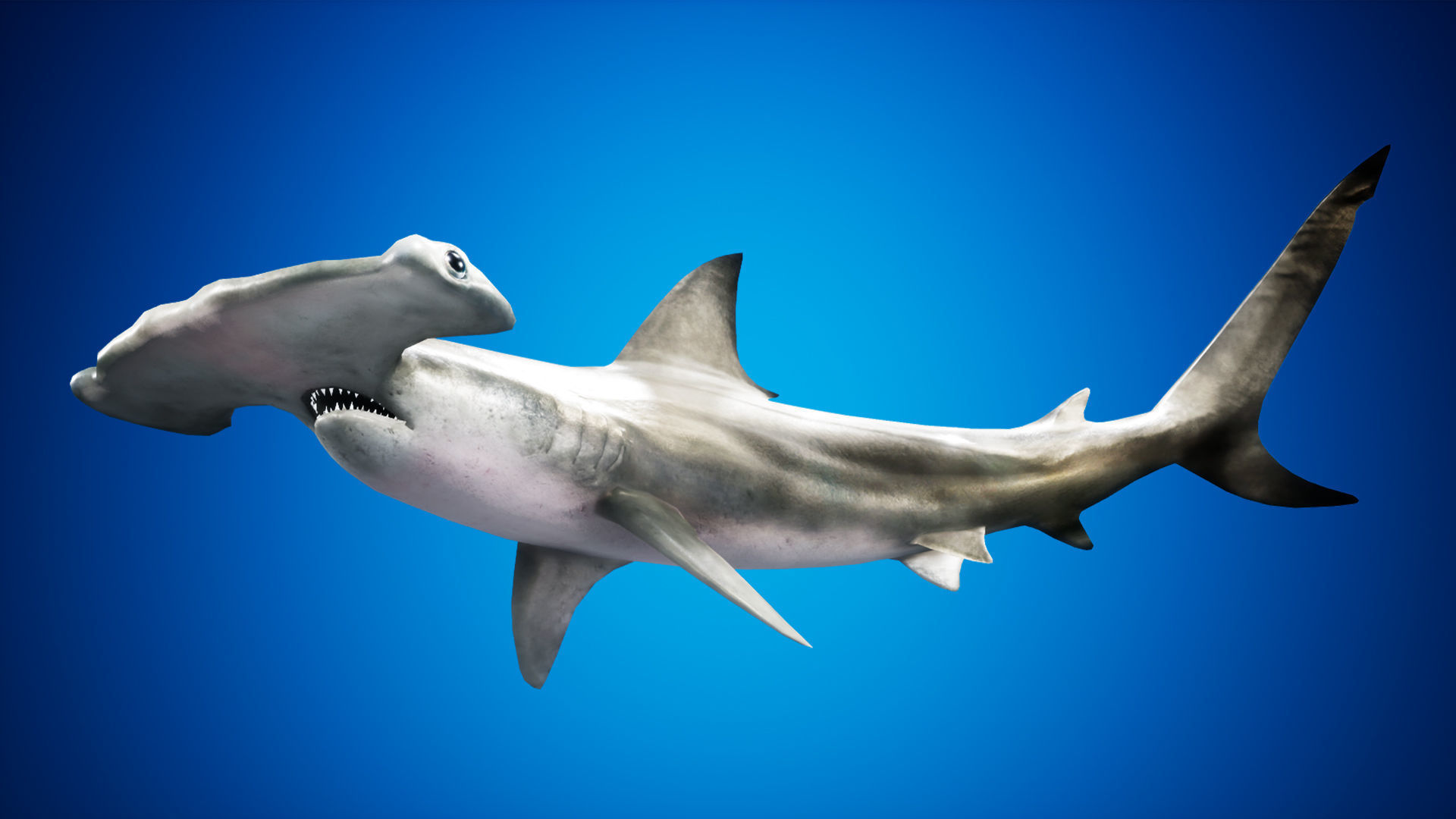 Hammerhead Shark with UE4 Support Low-poly 3D model_3