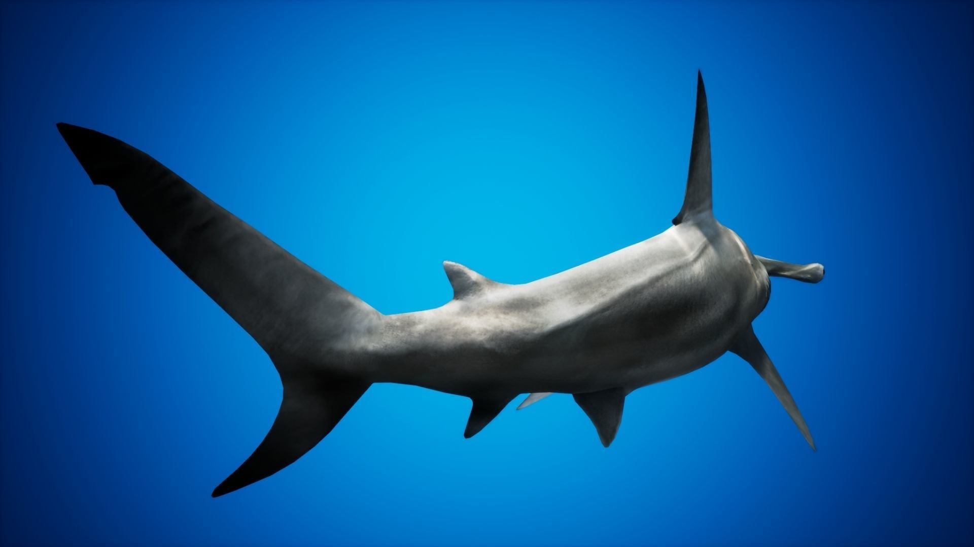 Hammerhead Shark with UE4 Support Low-poly 3D model_6