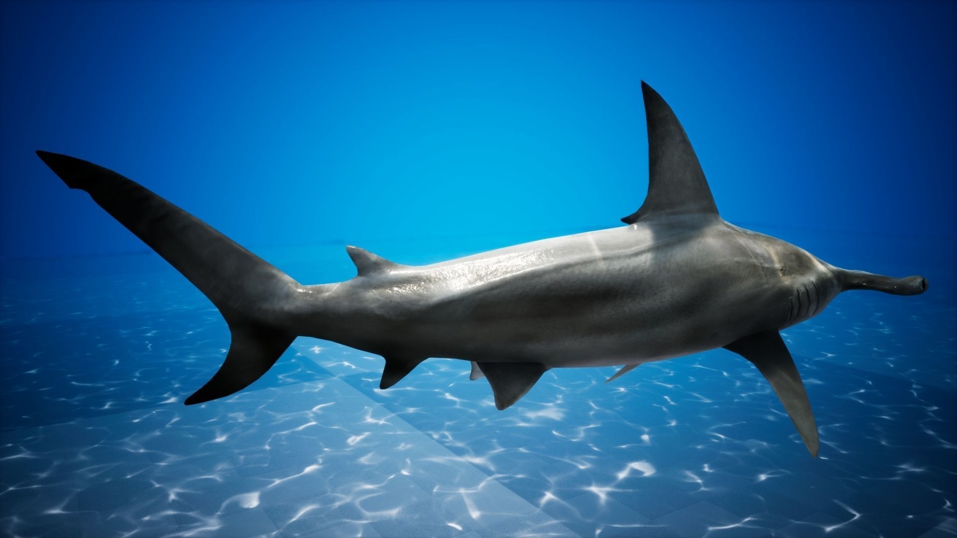 Hammerhead Shark with UE4 Support Low-poly 3D model_11