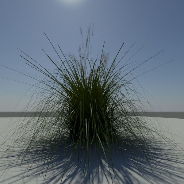 Japanese Silver Grass With Flower 3D model_4