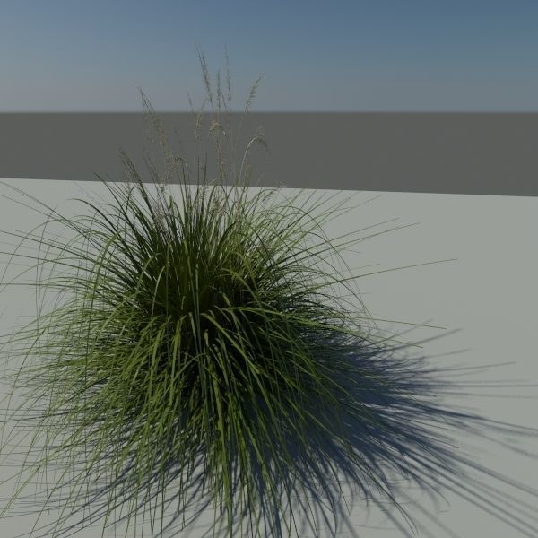 Japanese Silver Grass With Flower 3D model_1