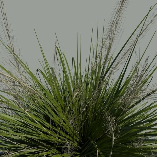 Japanese Silver Grass With Flower 3D model_3