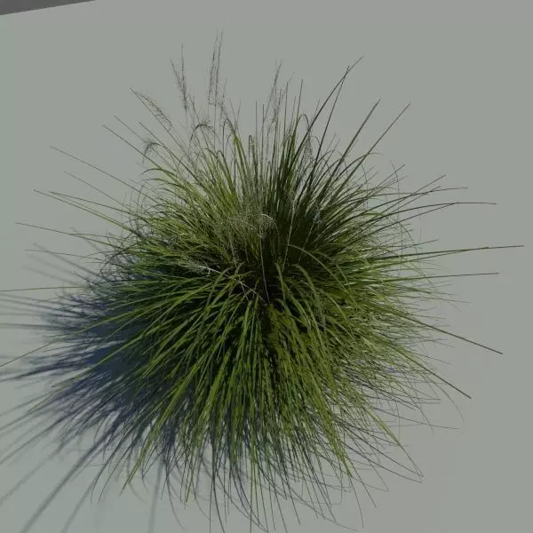 Japanese Silver Grass With Flower 3D model_0