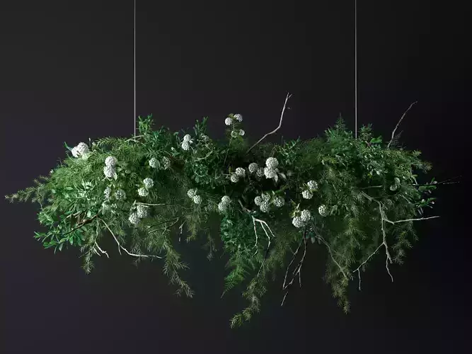 Hanging Plants
