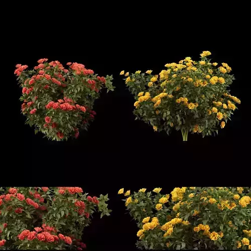 collection flowering bush vol 3
