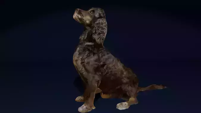 Sitting Cocker Spaniel Dog Photoscan