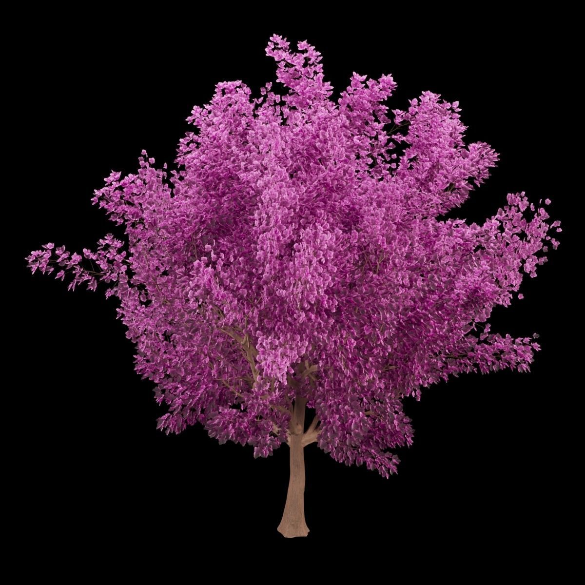 collection cherry tree vol 5 3D model_1