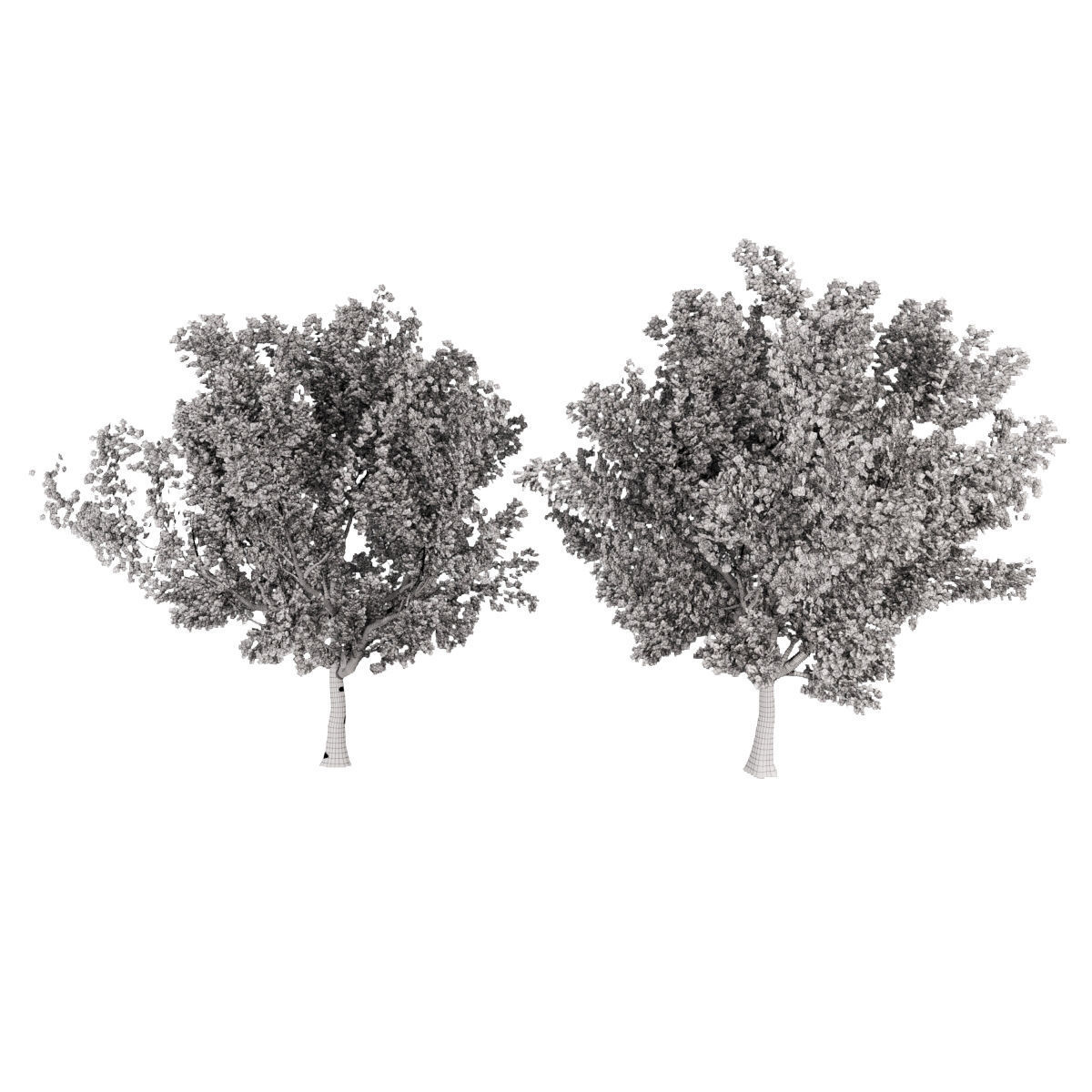 collection cherry tree vol 5 3D model_3