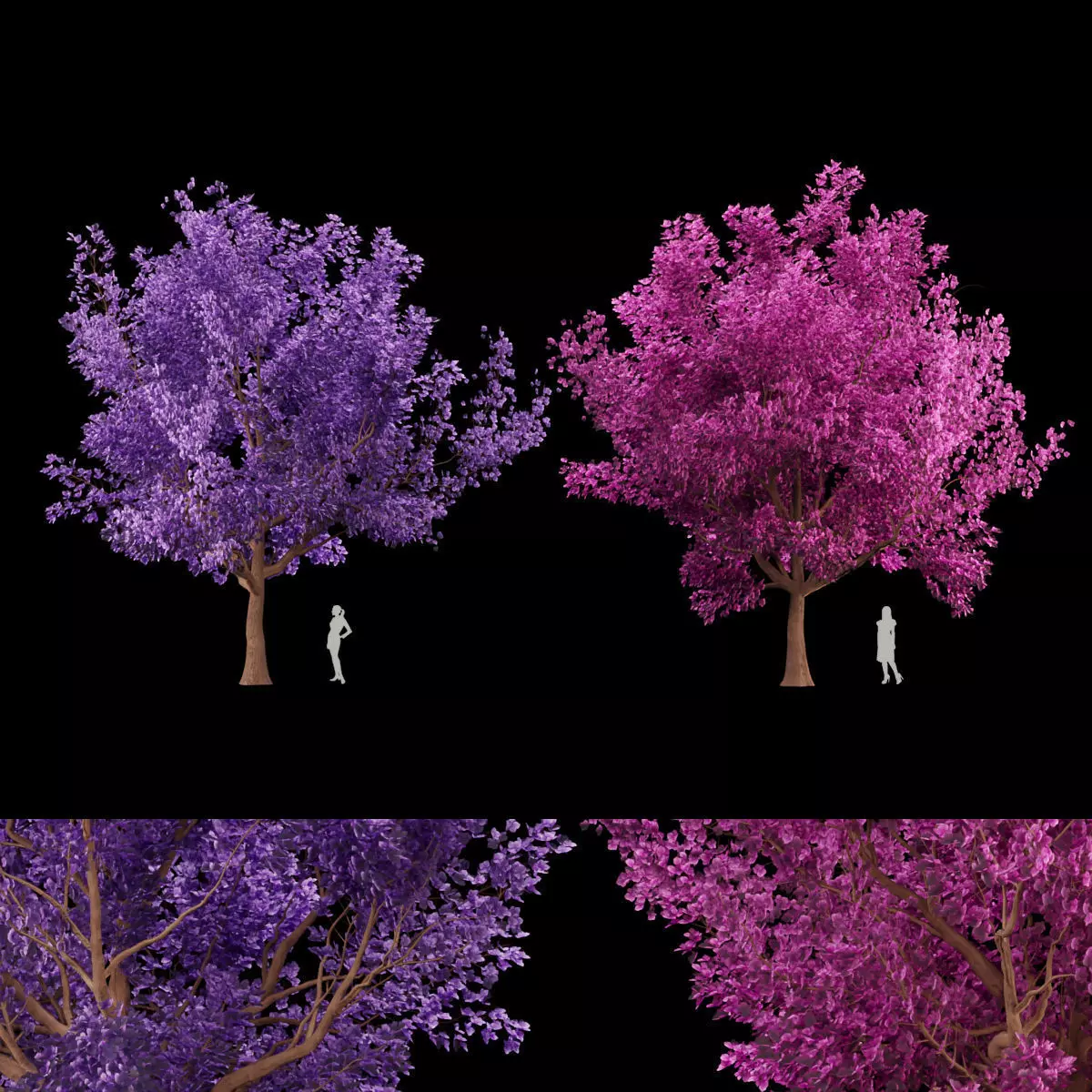 collection cherry tree vol 5 3D model_0