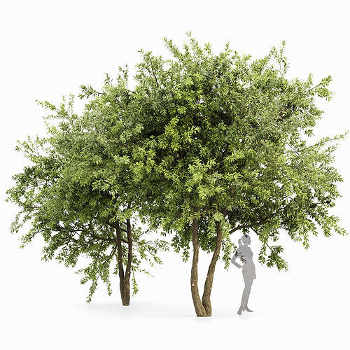 Water gum 2 trees 3D model