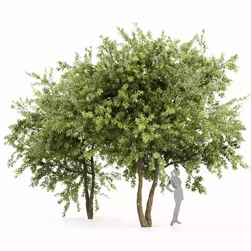 Water gum 2 trees 3D model