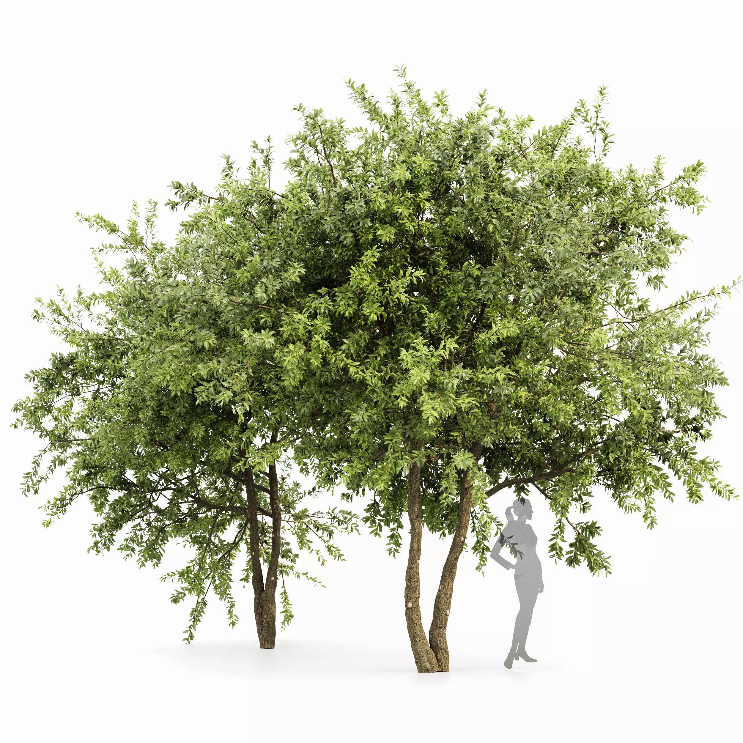 Water gum 2 trees 3D model_0
