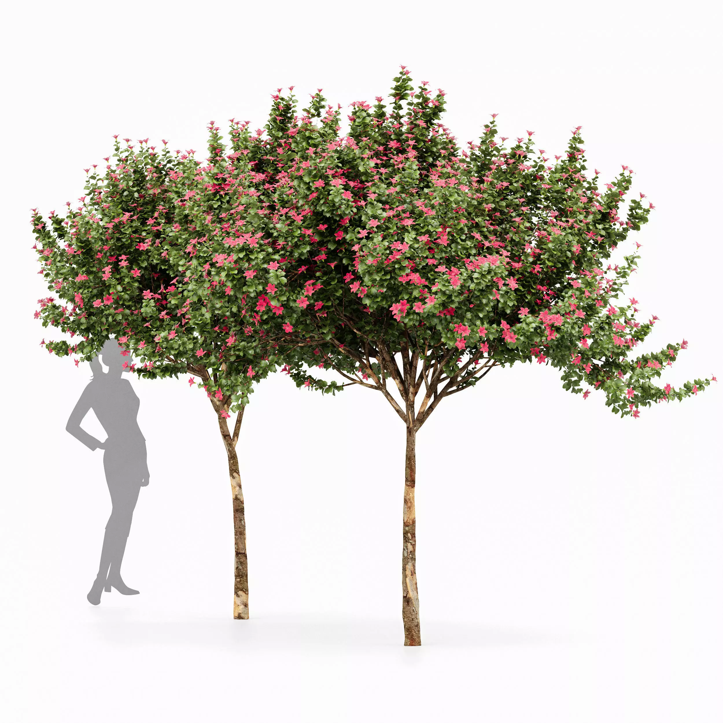 Orchid 2 Trees Fragrant Flower 3D model_0
