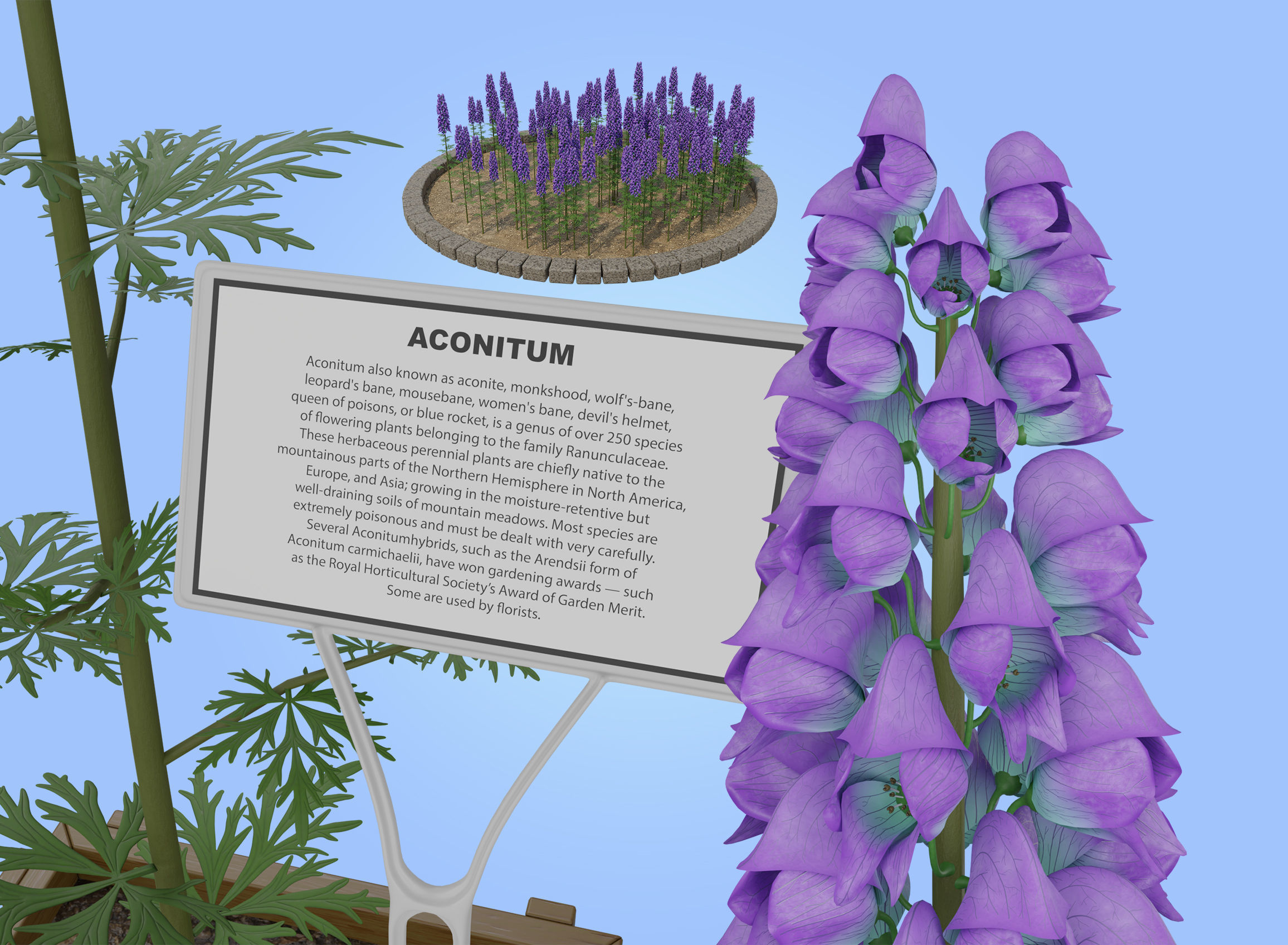 Aconitum Low-poly 3D model