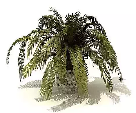 Palm Short Free 3D model