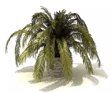 Palm Short Free 3D model