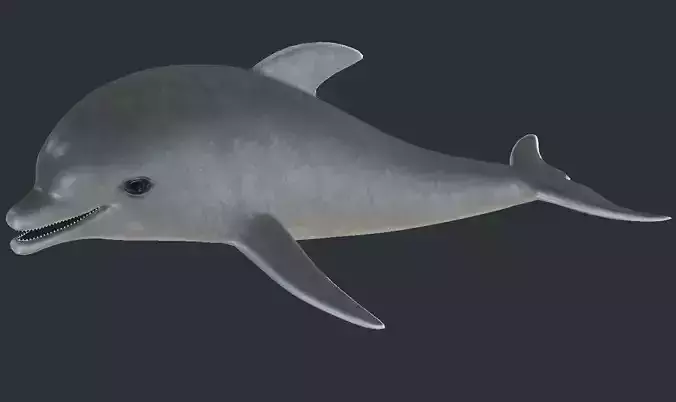 Dolphin model Low-poly 3D model