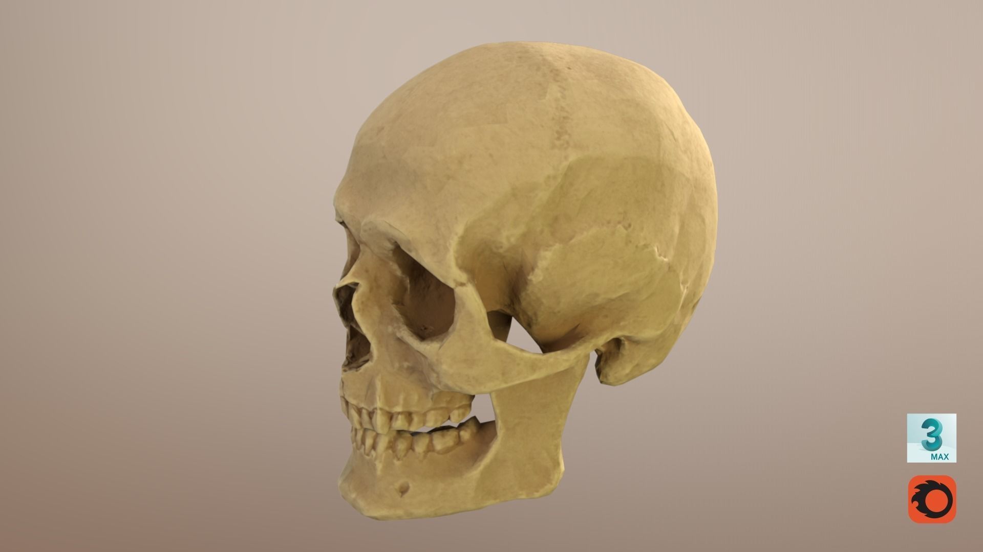 Low Poly Old Skull Low-poly 3D model_12