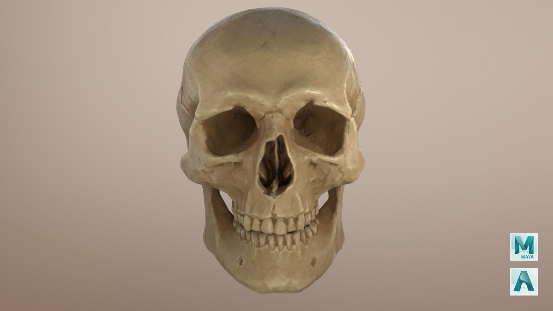 Low Poly Old Skull Low-poly 3D model_5