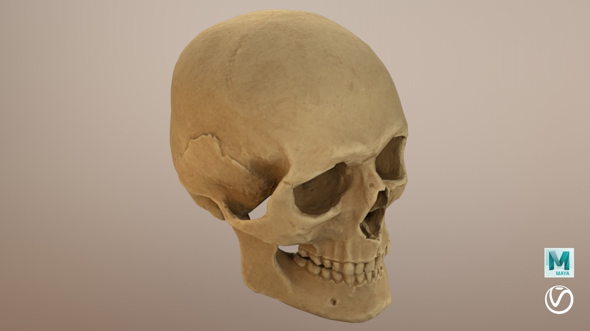 Low Poly Old Skull Low-poly 3D model_10