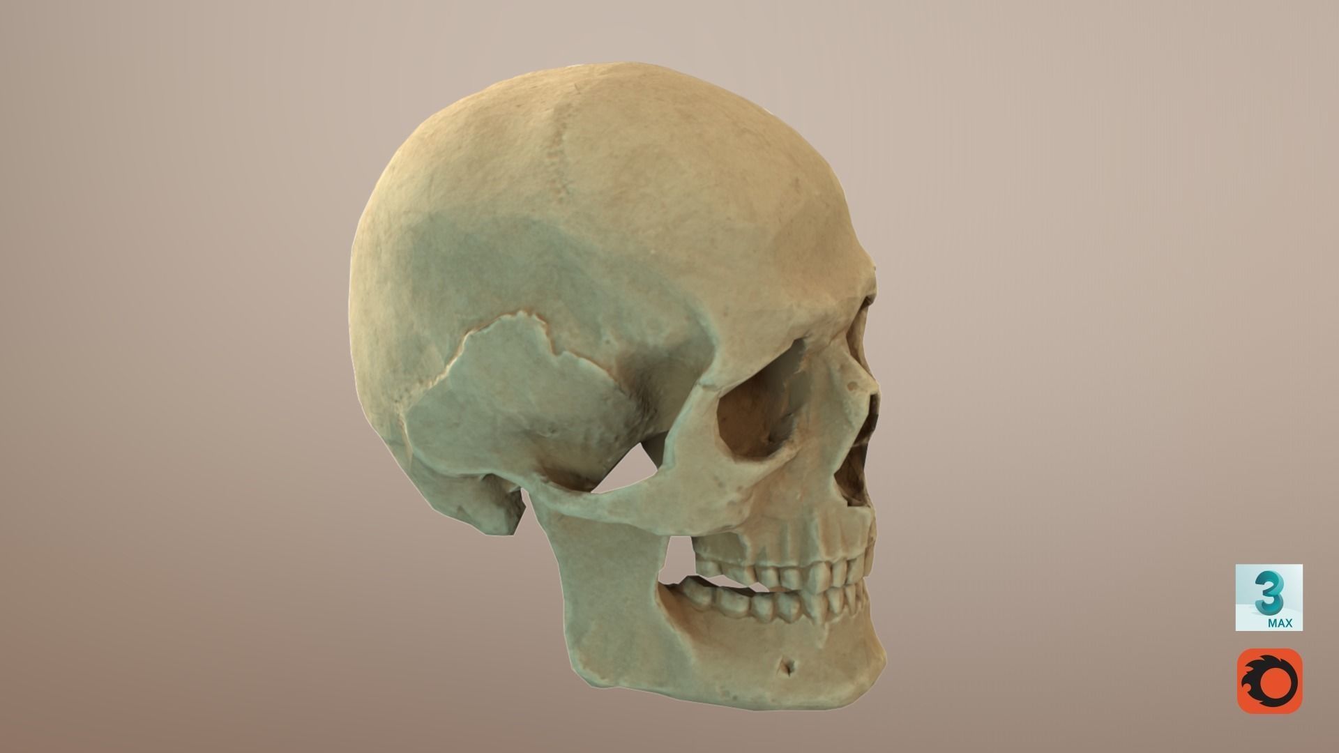 Low Poly Old Skull Low-poly 3D model_13