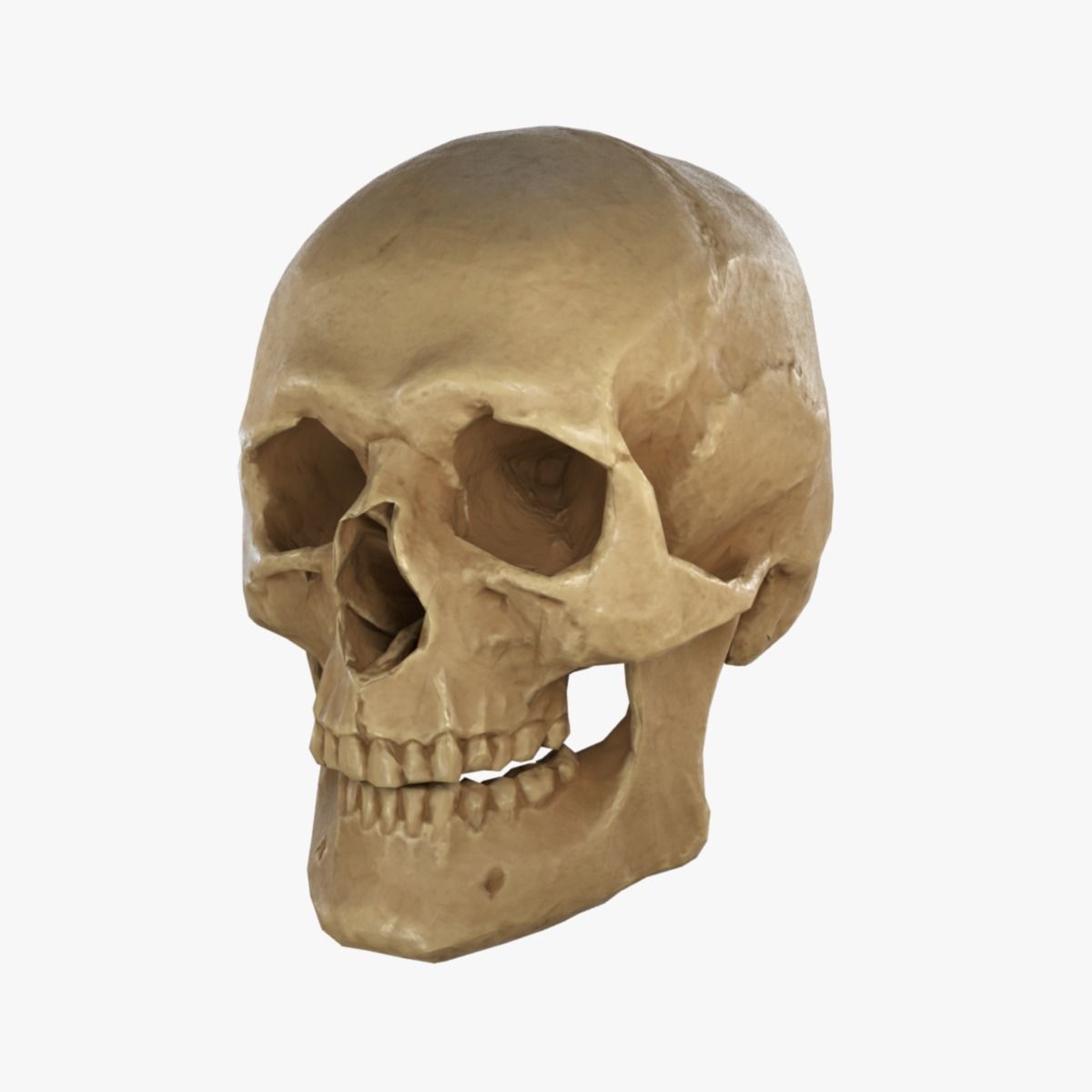 Low Poly Old Skull Low-poly 3D model_14