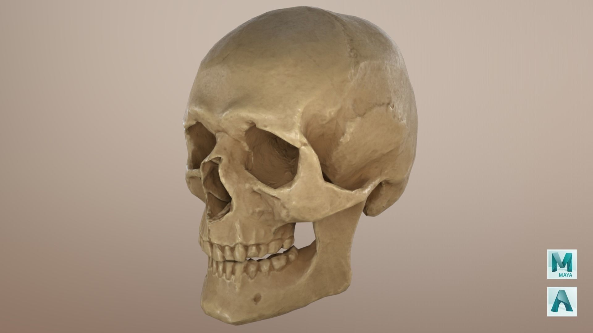 Low Poly Old Skull Low-poly 3D model_6