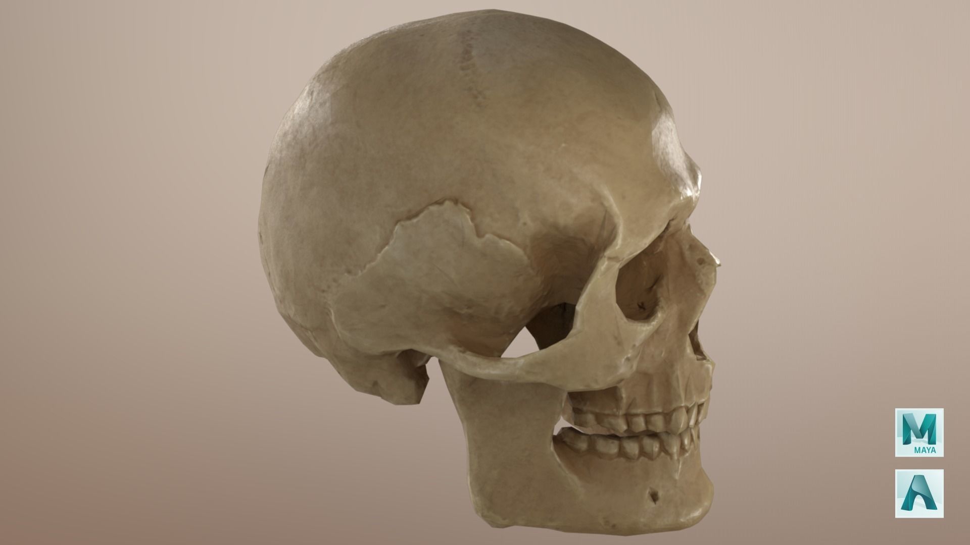 Low Poly Old Skull Low-poly 3D model_7